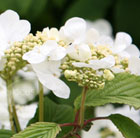 Viburnum plicatum f. tomentosum 'Mariesii'