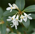 Osmanthus × burkwoodii