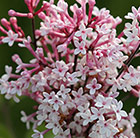 Syringa pubescens subsp. microphylla Superba