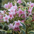Weigela Nana Variegata