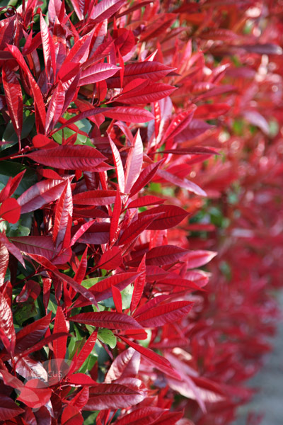 Buy photinia Photinia × fraseri 'Red Robin'