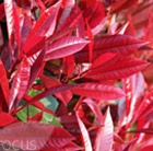 Photinia × fraseri Red Robin