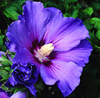 Hibiscus syriacus Oiseau Bleu