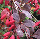 Berberis thunbergii f. atropurpurea