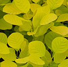 Cotinus coggygria Golden Spirit ('Ancot') (PBR)