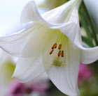 Lilium longiflorum White Heaven (PBR)