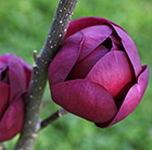 Magnolia Black Tulip ('Jurmag1') (PBR)