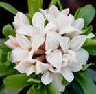 Daphne × transatlantica Eternal Fragrance ('Blafra') (PBR)