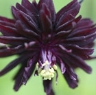 Aquilegia vulgaris var. stellata Black Barlow (Barlow Series)