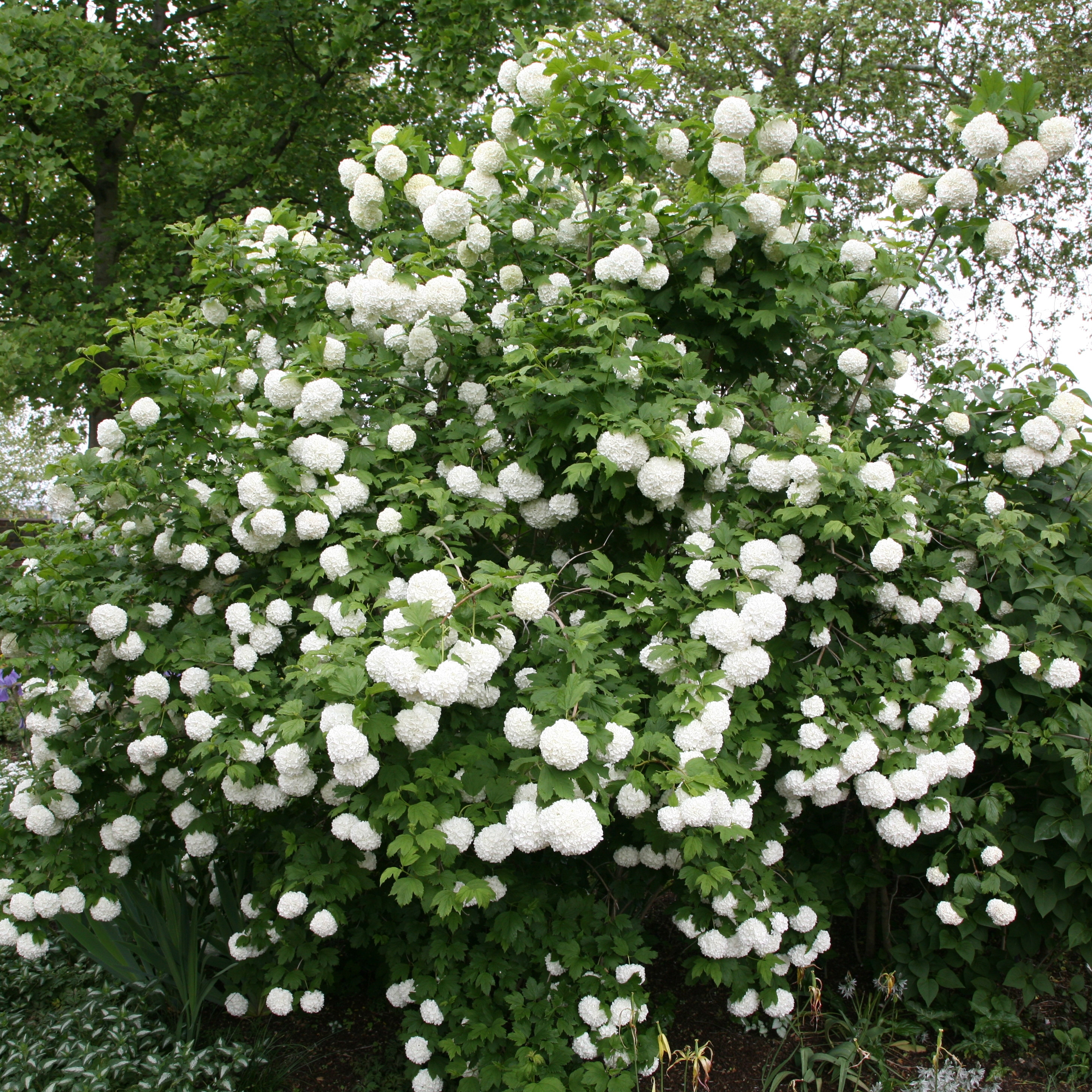 Buy snowball tree (syn. Sterile) Viburnum opulus &amp;#39;Roseum&amp;#39;: Delivery by ...