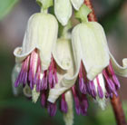 Clematis napaulensis