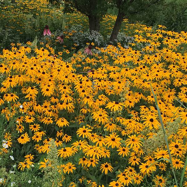 Buy black-eyed Susan Rudbeckia fulgida var. 'deamii': Delivery by 