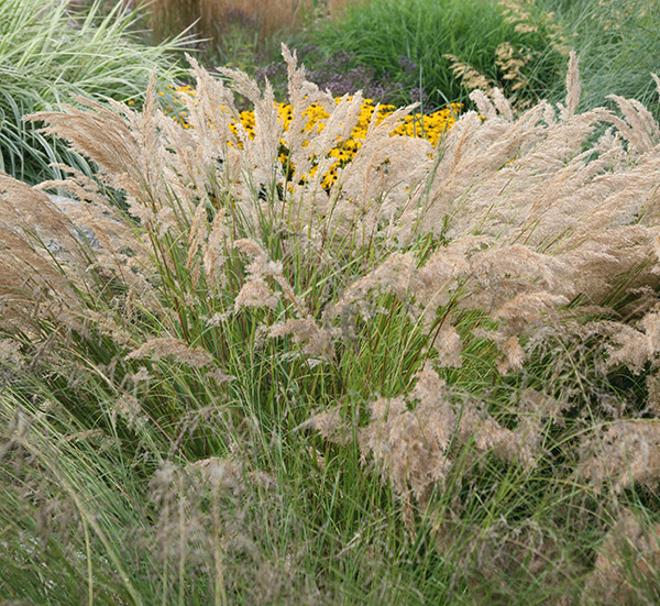 Buy pheasant grass Stipa calamagrostis: Delivery by Crocus