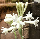 Polianthes tuberosa