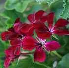 Pelargonium Choun Cho