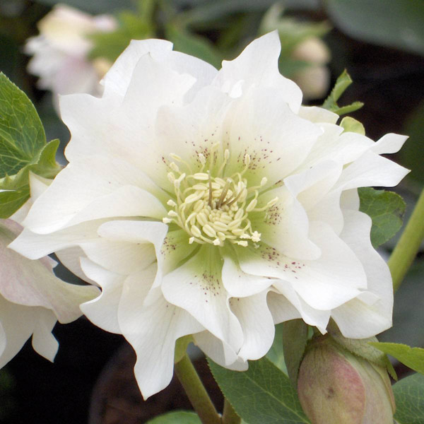 buy hellebore double ellen white helleborus 215 hybridus buy hellebore double ellen white helleborus 215 hybridus