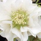 Helleborus × hybridus Double Ellen White