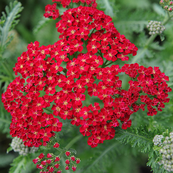 Buy common yarrow Achillea millefolium 'Red Velvet'
