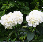 Hydrangea macrophylla Zebra (PBR)