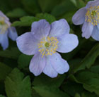 Anemone nemorosa Robinsoniana