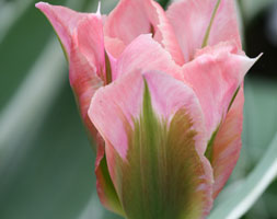 Tulipa andapos;China Townandapos; (viridiflora tulip bulbs)