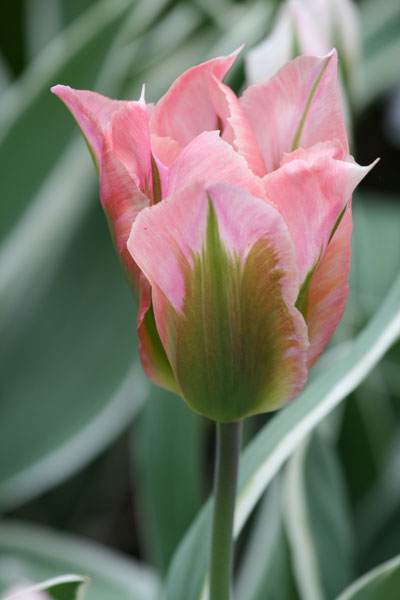 Buy viridiflora tulip bulbs Tulipa 'China Town': Delivery by Crocus