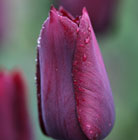 Tulipa Indian Velvet