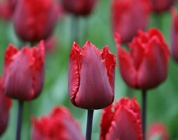 Tulipa andapos;Red Hatandapos; (fringed tulip bulbs)