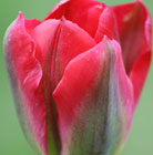 Tulipa Red Springgreen