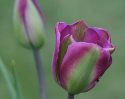 Tulipa andapos;Violet Birdandapos; (viridiflora tulip bulbs)