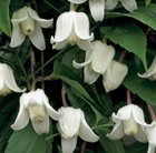 Clematis urophylla Winter Beauty