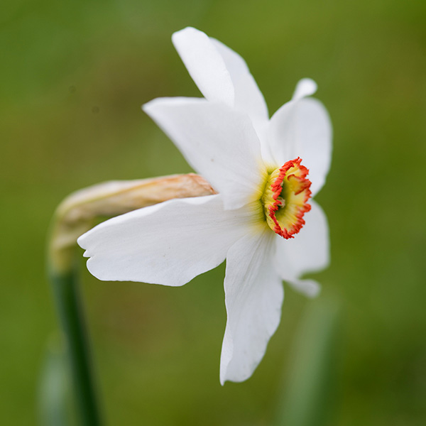 Buy pheasants eye species daffodil bulbs Narcissus poeticus 'var. recurvus'