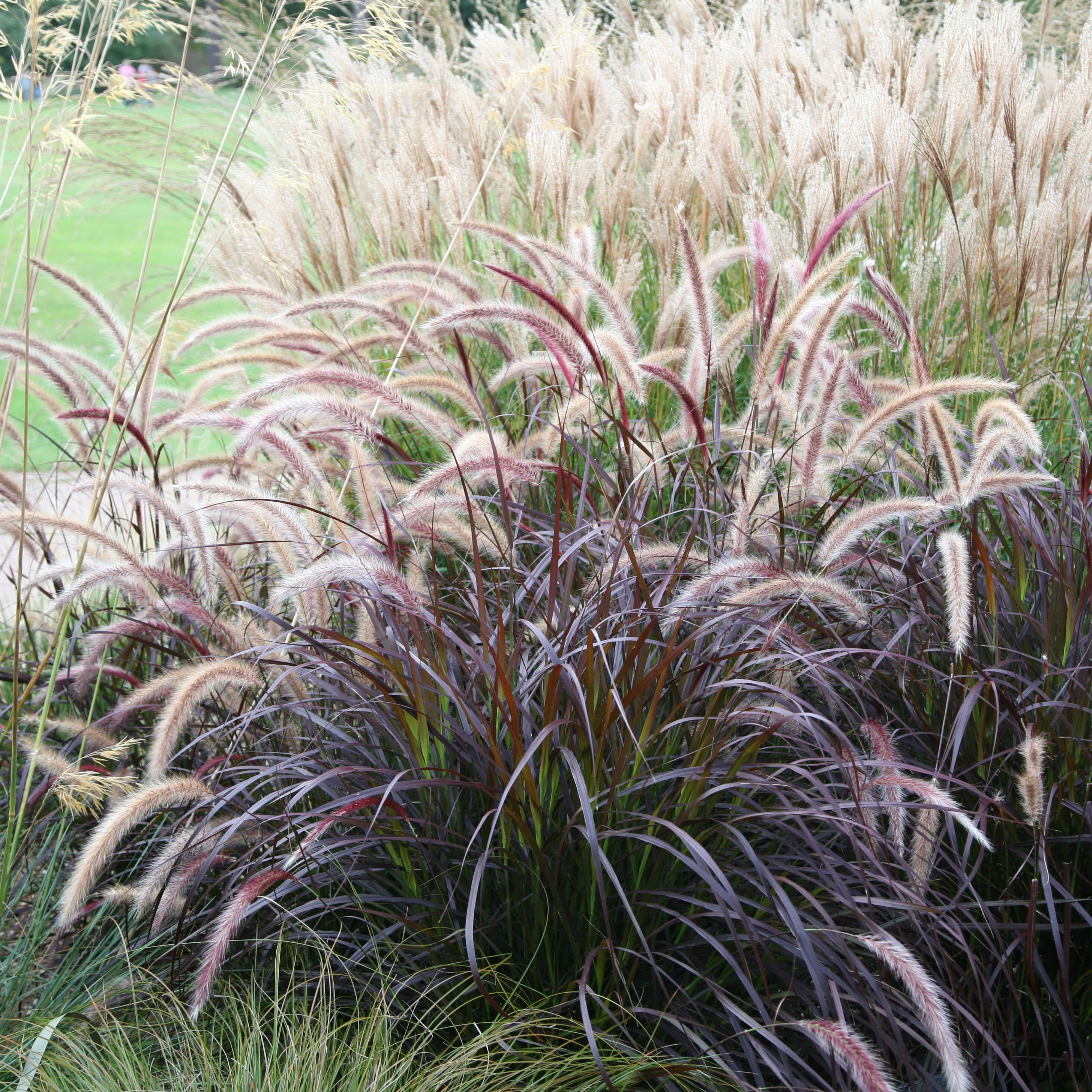 buy fountain grass syn setaceum rubrum pennisetum buy fountain grass syn setaceum rubrum pennisetum