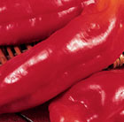 pepper Long Red Marconi
