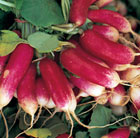radish French Breakfast 3