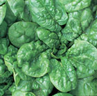 spinach Bloomsdale Longstanding