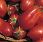 tomato San Marzano