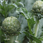 artichoke Vert Globe
