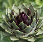 artichoke Romanesco