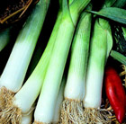 leek Blue Solaise