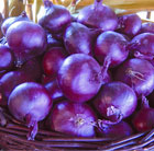 spring onion North Holland Blood Red