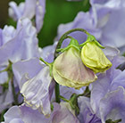 Lathyrus odoratus Charlie's Angel (Charlies Angel)