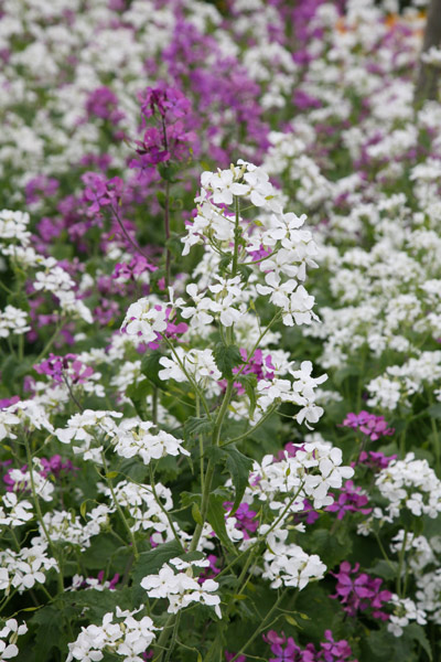 Buy sweet rocket Hesperis matronalis 'var. albiflora'