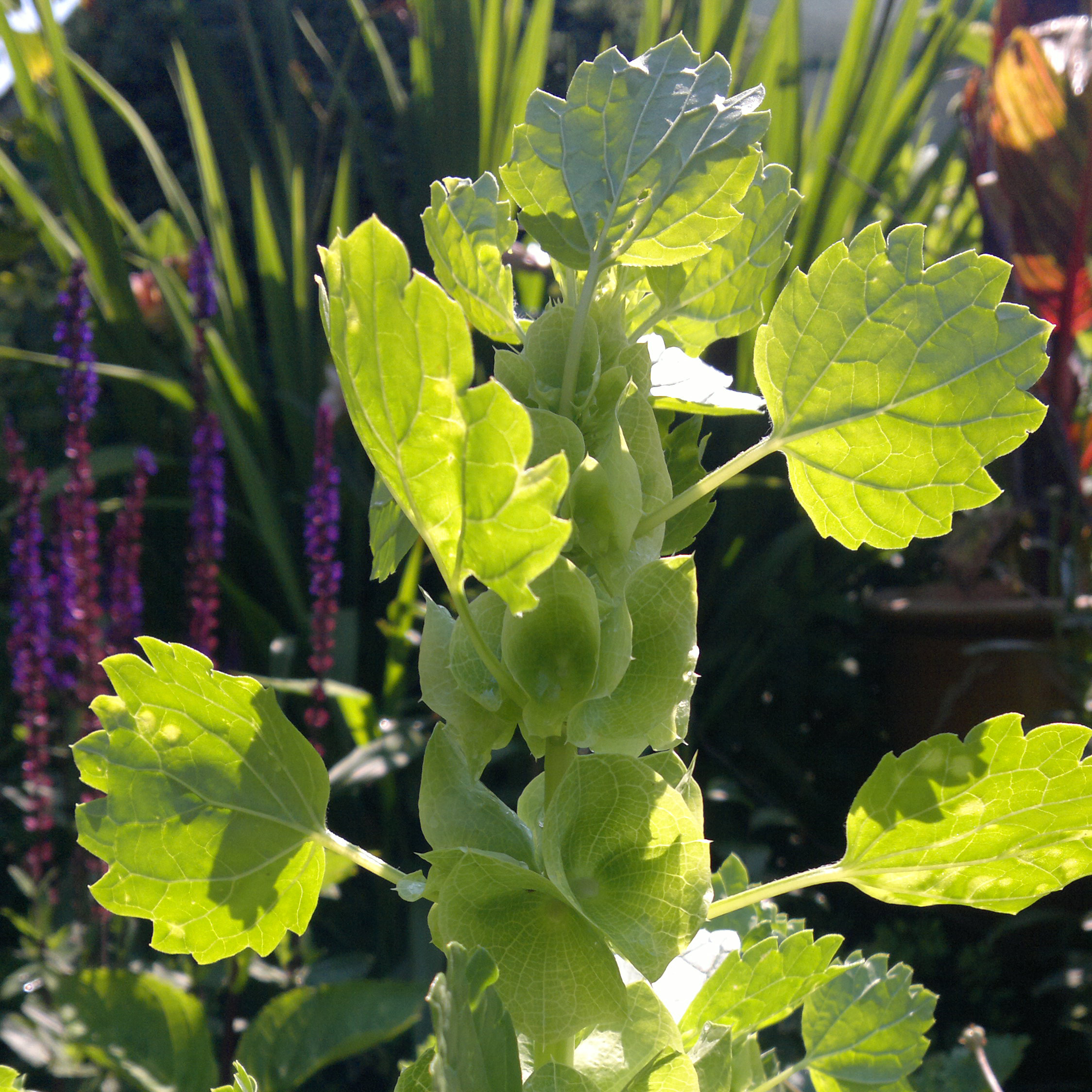 Buy bells of Ireland Moluccella laevis: Delivery by Crocus