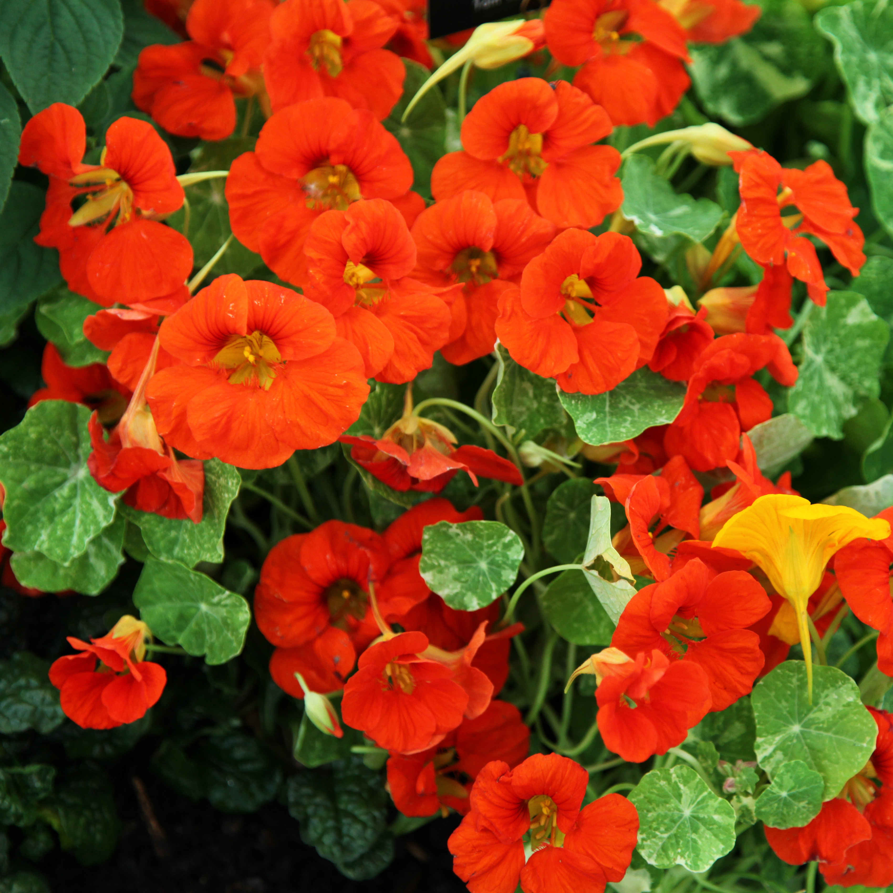 Buy nasturtium Tropaeolum majus ‘Alaska Series’: Delivery by Crocus