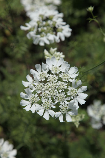 buy delphinium delphinium 'centurion white centurion