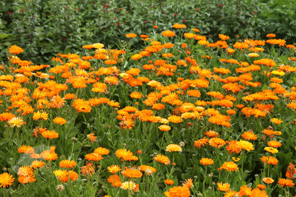 Buy pot marigold Calendula officinalis: Delivery by Waitrose Garden in ...