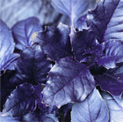 Ocimum basilicum var. purpurascens Purple Ruffles