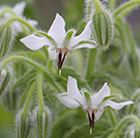 Borago officinalis Bianca