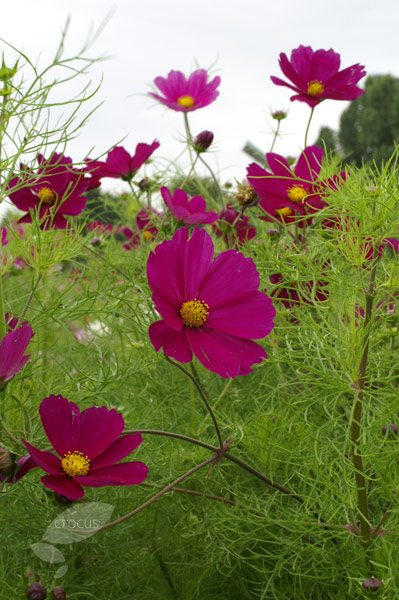 Buy cosmos Cosmos bipinnatus 'Dazzler': Delivery by Crocus